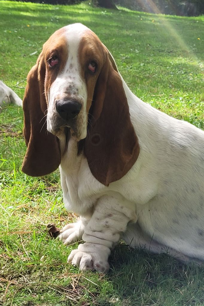 du domaine de kérouant - Chiot disponible  - Basset Hound