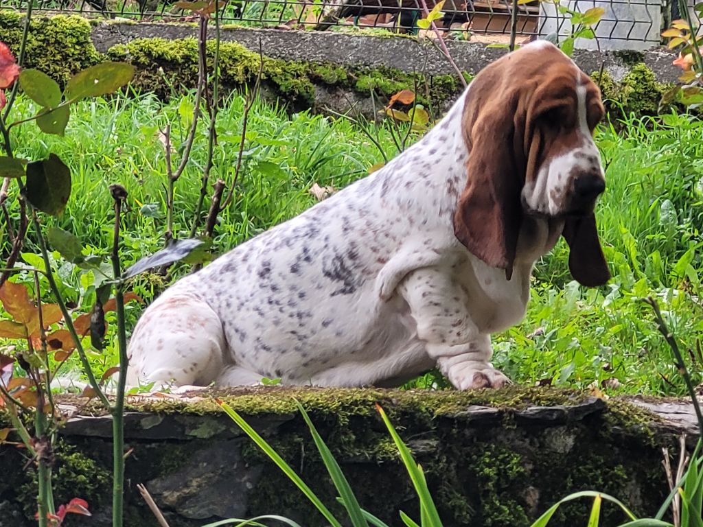 du domaine de kérouant - Chiot disponible  - Basset Hound