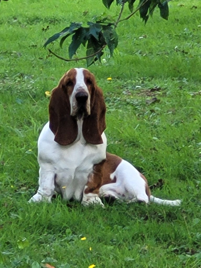 du domaine de kérouant - Chiot disponible  - Basset Hound