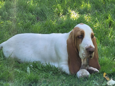 du domaine de kérouant - Basset Hound - Portée née le 17/02/2024