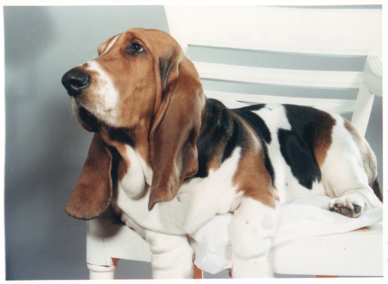 Stan de la foret des druides