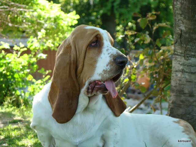 Djipsy du domaine de kérouant