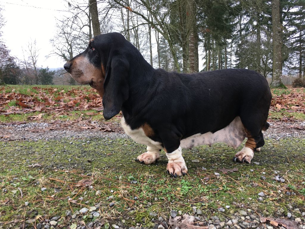 Decibel Titre Initial