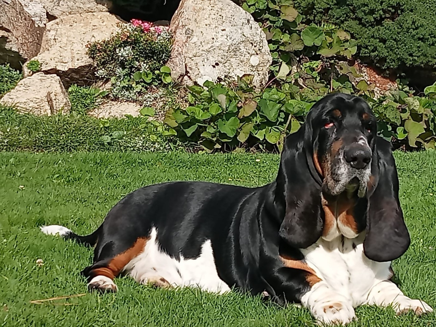 SERGENT ROSKO  du domaine de kérouant