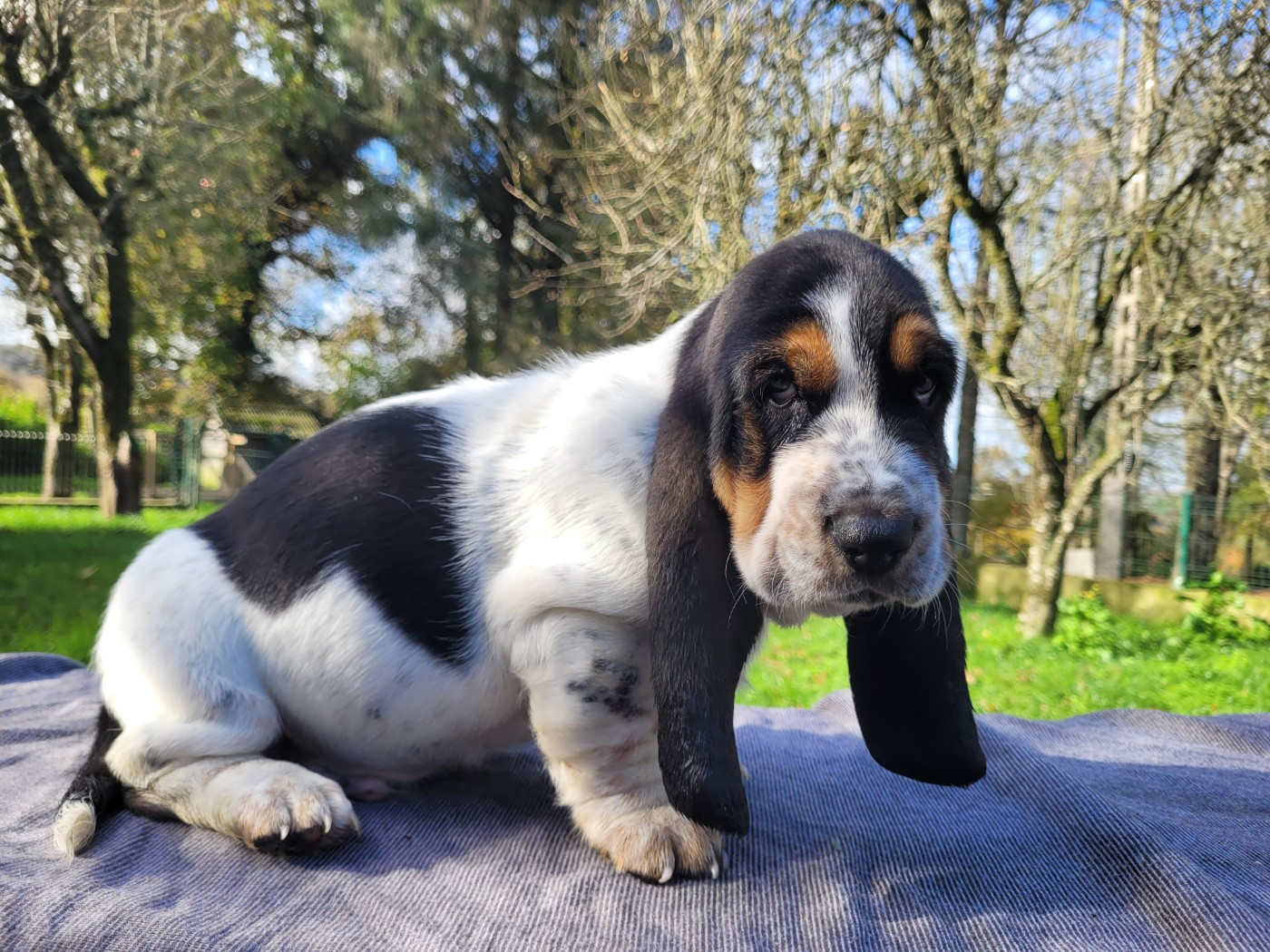 du domaine de kérouant - Chiots disponibles - Basset Hound