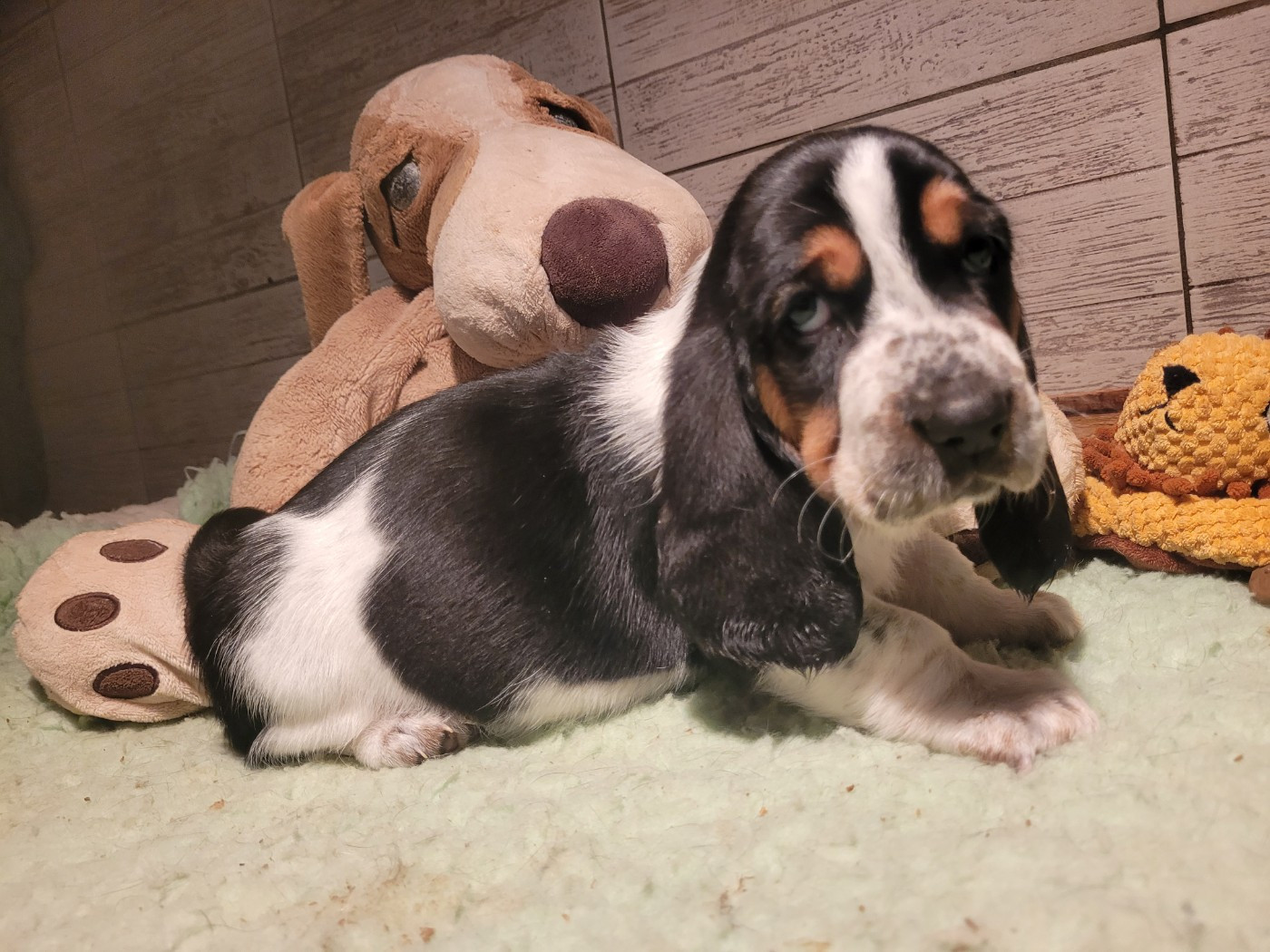 du domaine de kérouant - Chiots disponibles - Basset Hound