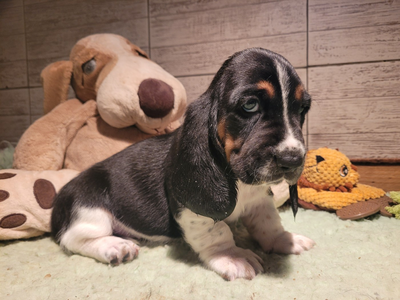 du domaine de kérouant - Chiots disponibles - Basset Hound