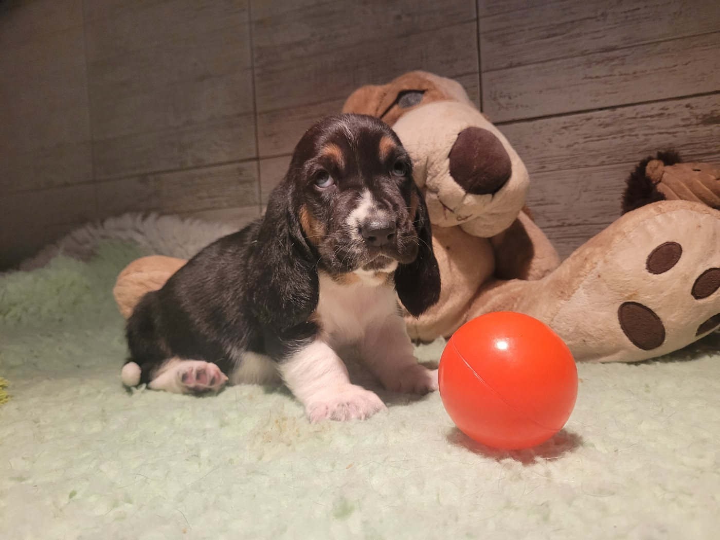 du domaine de kérouant - Chiots disponibles - Basset Hound