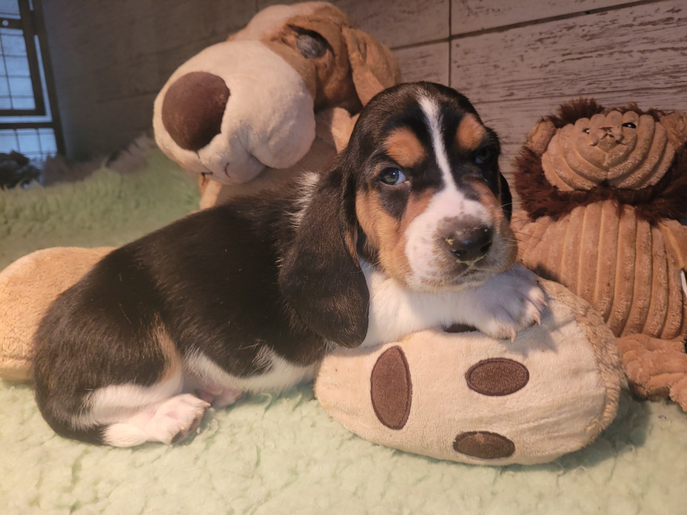 du domaine de kérouant - Chiots disponibles - Basset Hound