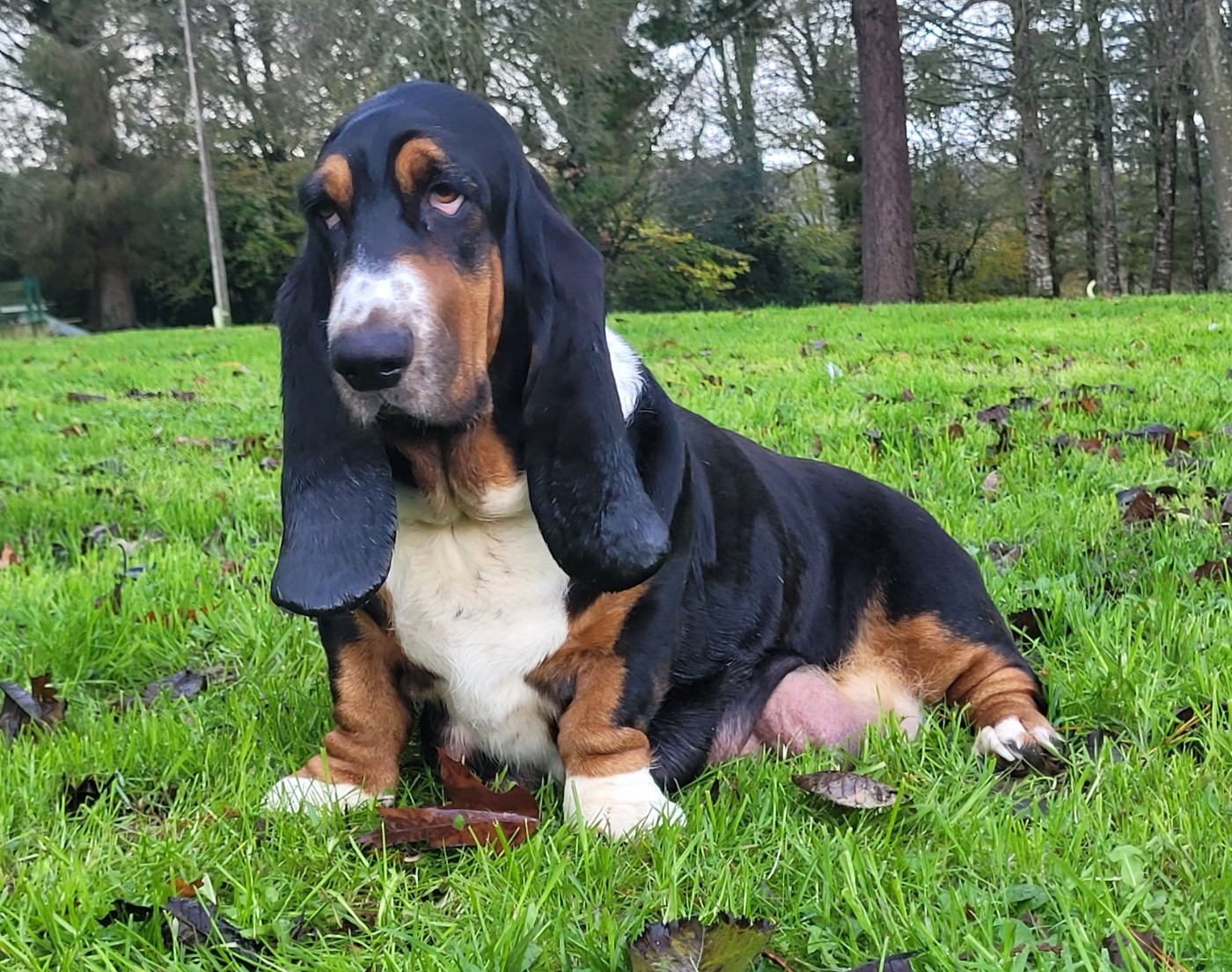 Chiot Basset Hound du domaine de kérouant