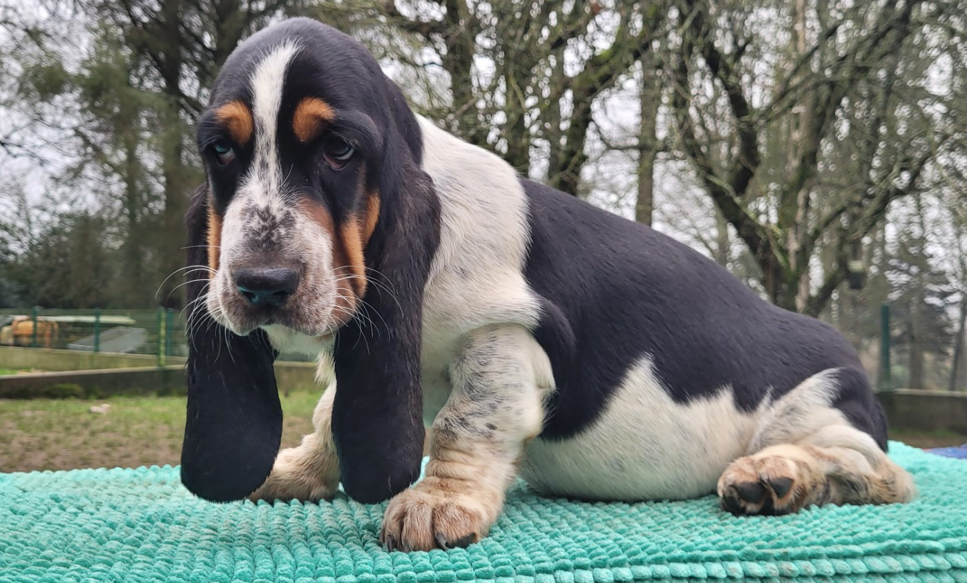 du domaine de kérouant - Chiots disponibles - Basset Hound
