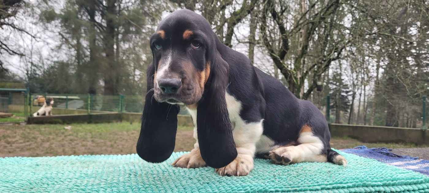du domaine de kérouant - Chiots disponibles - Basset Hound