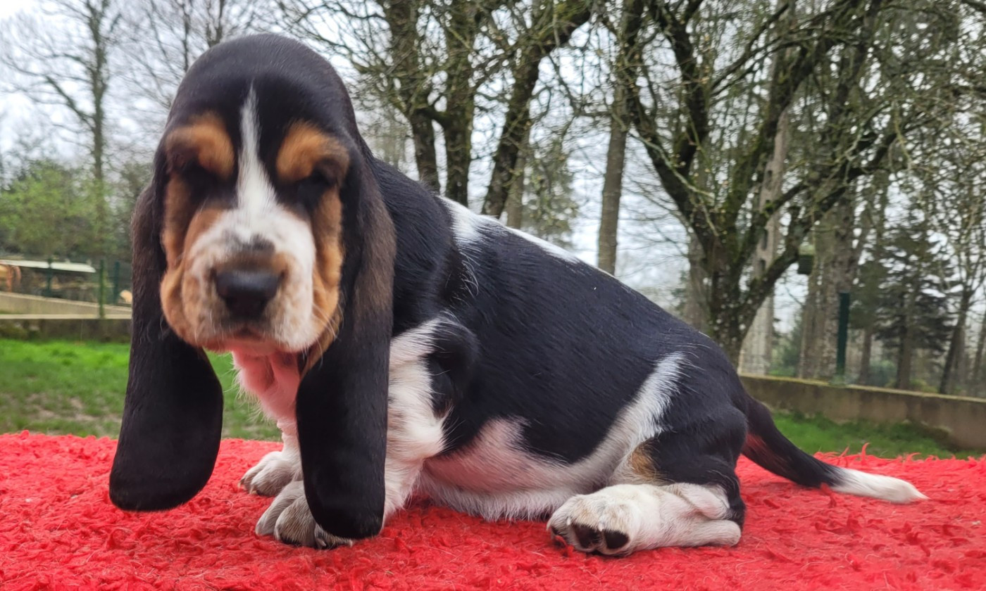 du domaine de kérouant - Chiots disponibles - Basset Hound