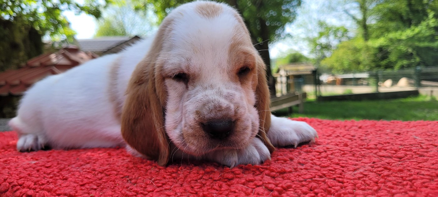 du domaine de kérouant - Chiots disponibles - Basset Hound