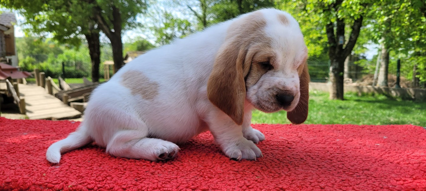 du domaine de kérouant - Chiots disponibles - Basset Hound