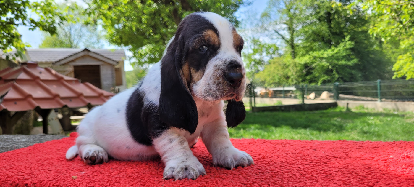 du domaine de kérouant - Chiots disponibles - Basset Hound