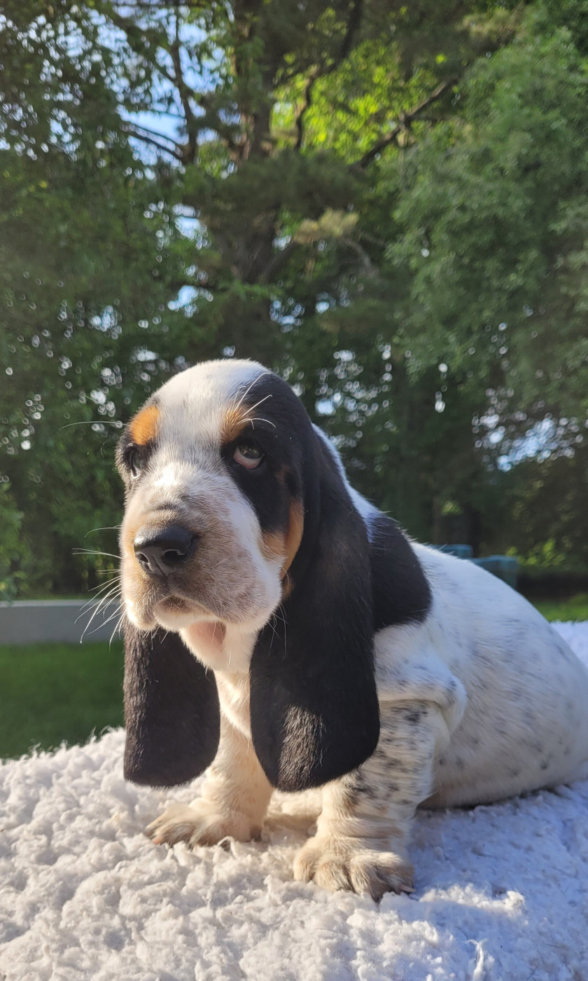 du domaine de kérouant - Chiots disponibles - Basset Hound