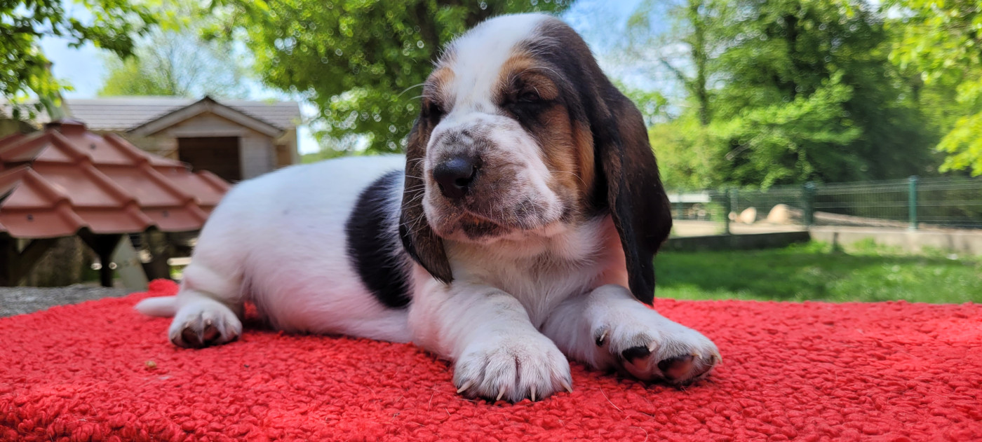 du domaine de kérouant - Chiots disponibles - Basset Hound