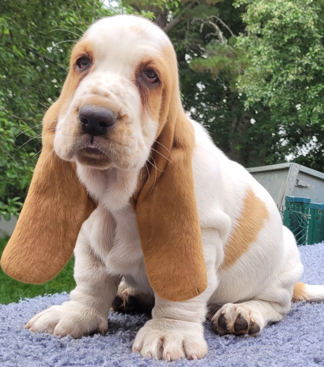 du domaine de kérouant - Chiots disponibles - Basset Hound