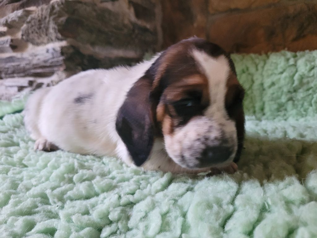 du domaine de kérouant - Chiots disponibles - Basset Hound