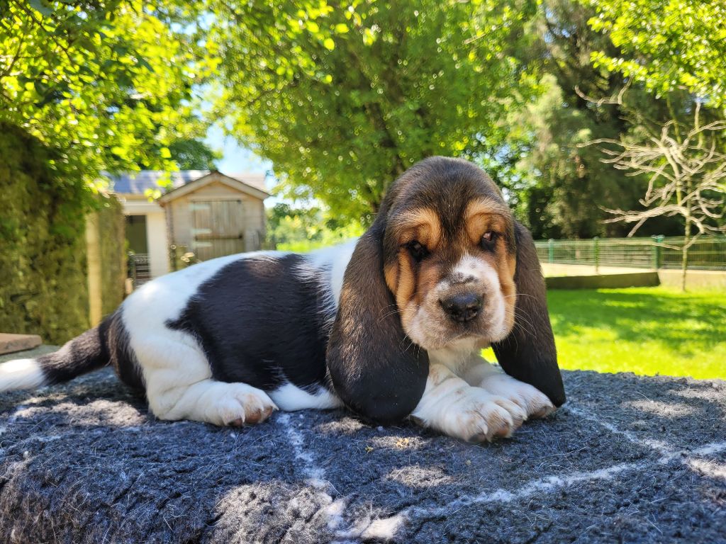 du domaine de kérouant - Chiots disponibles - Basset Hound