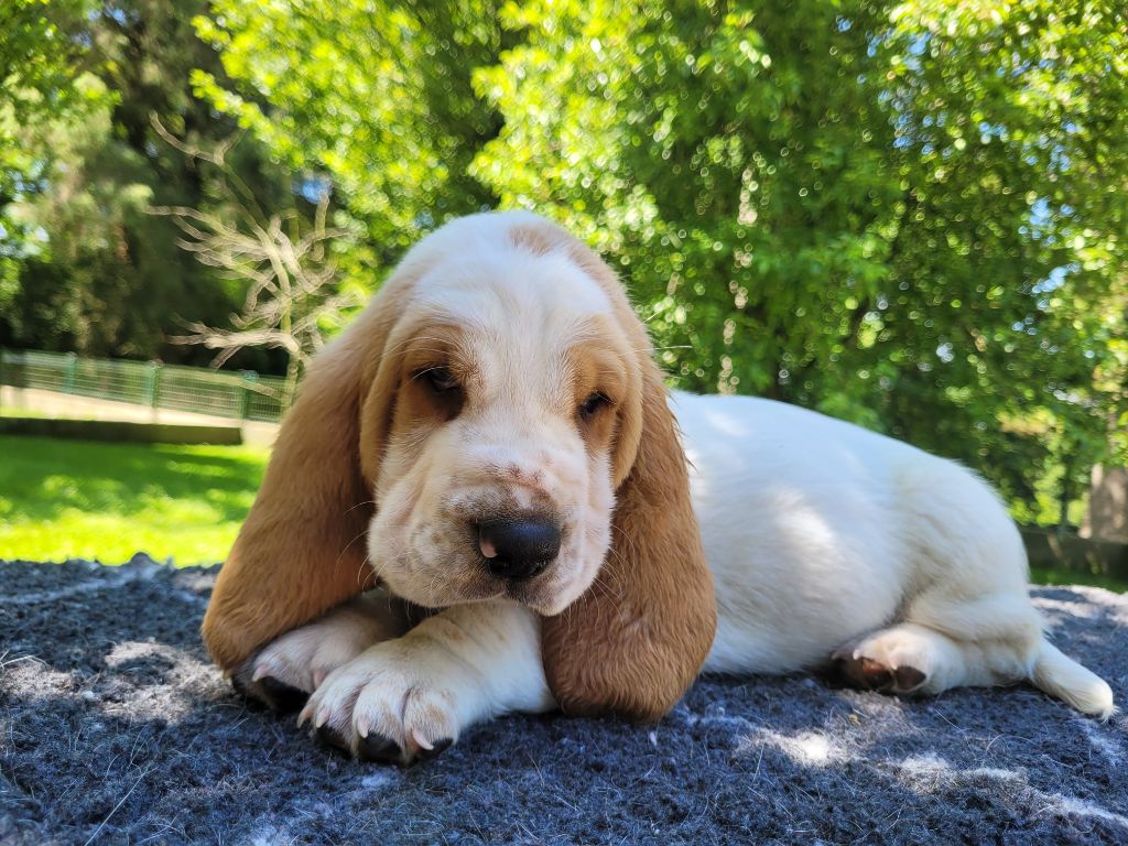 du domaine de kérouant - Chiots disponibles - Basset Hound