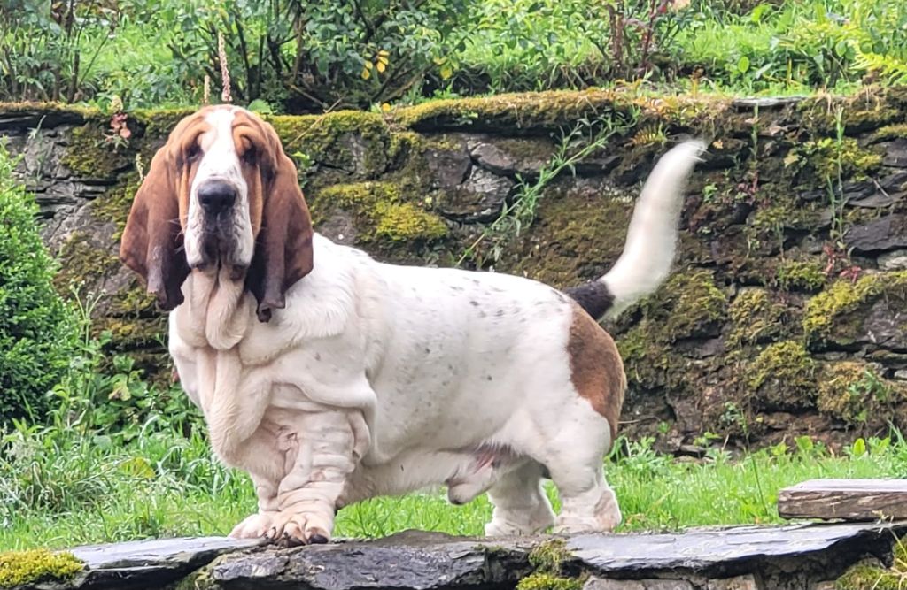 du domaine de kérouant - Chiots disponibles - Basset Hound