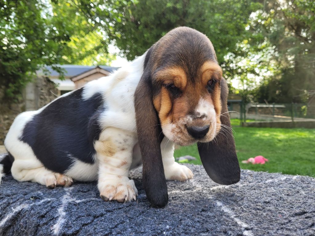 du domaine de kérouant - Chiots disponibles - Basset Hound