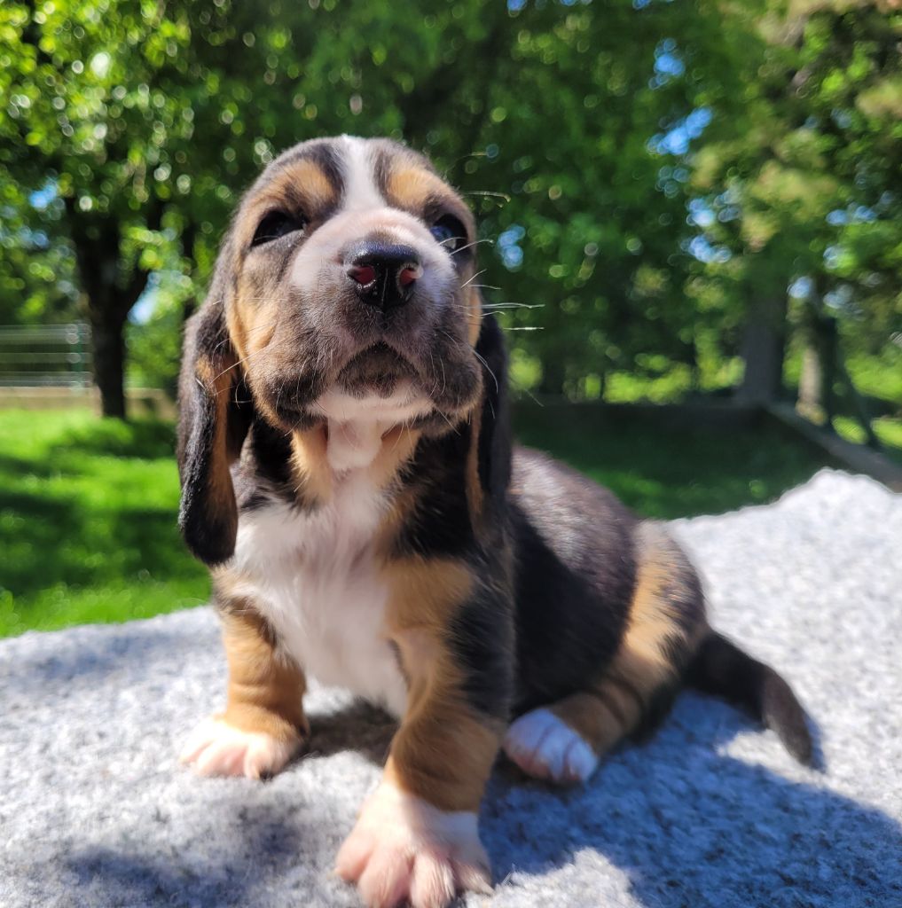 du domaine de kérouant - Chiots disponibles - Basset Hound