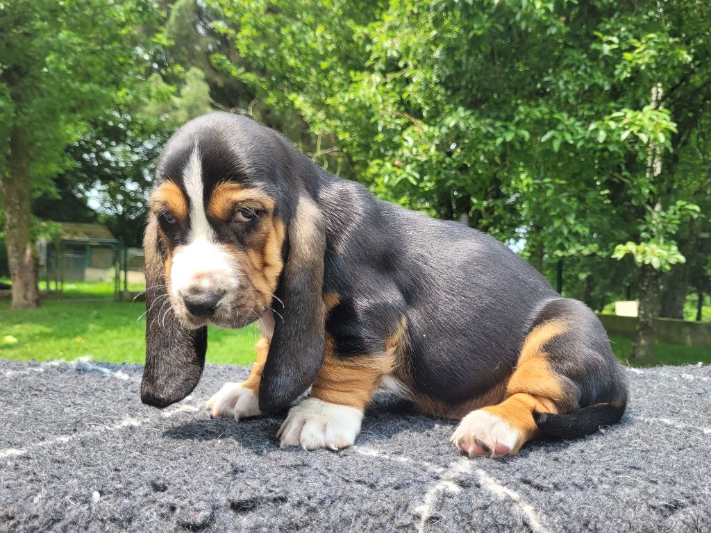 du domaine de kérouant - Chiots disponibles - Basset Hound