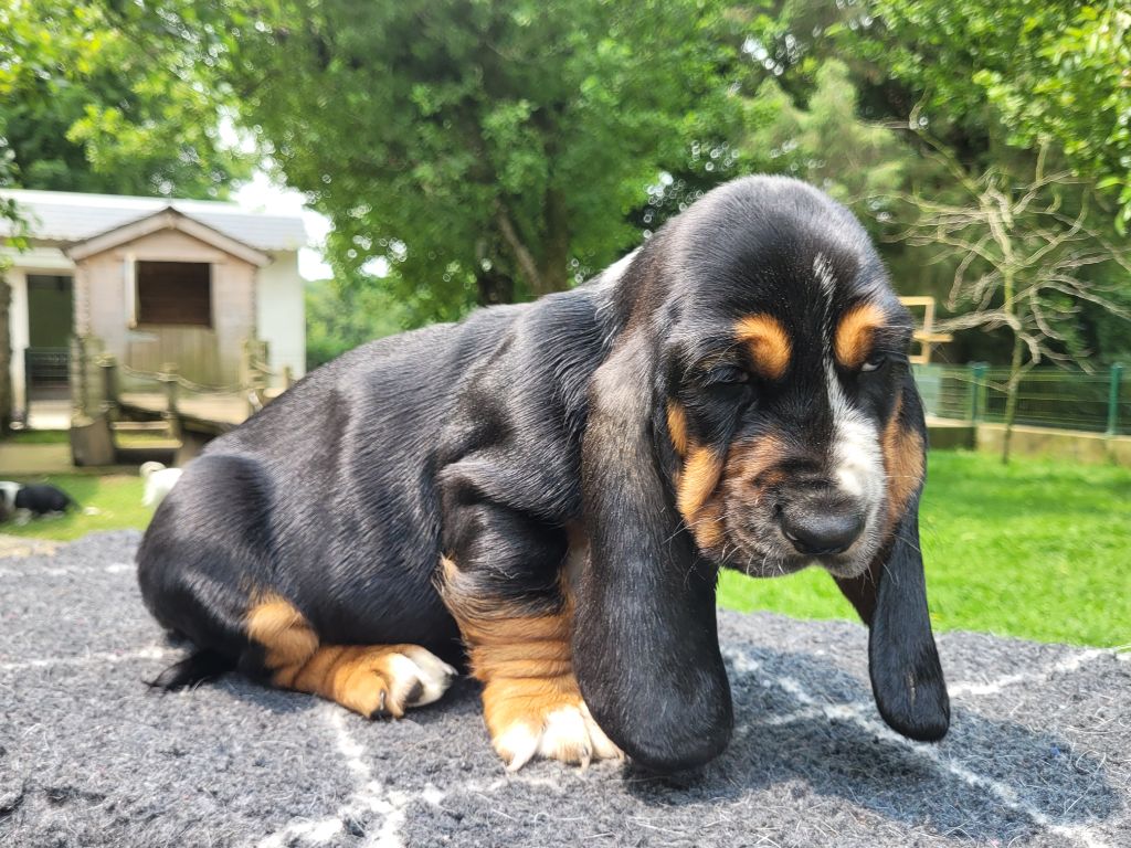 du domaine de kérouant - Chiots disponibles - Basset Hound