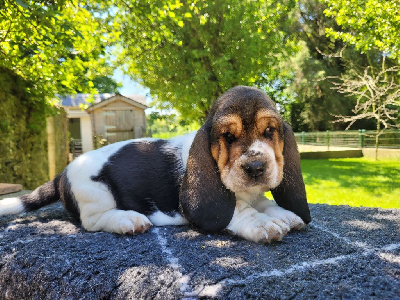 CHIOT 2