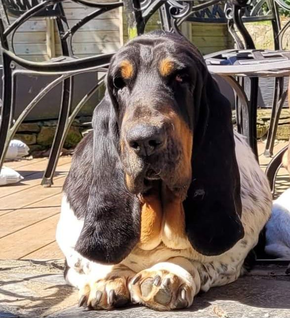 Chiot Basset Hound du domaine de kérouant