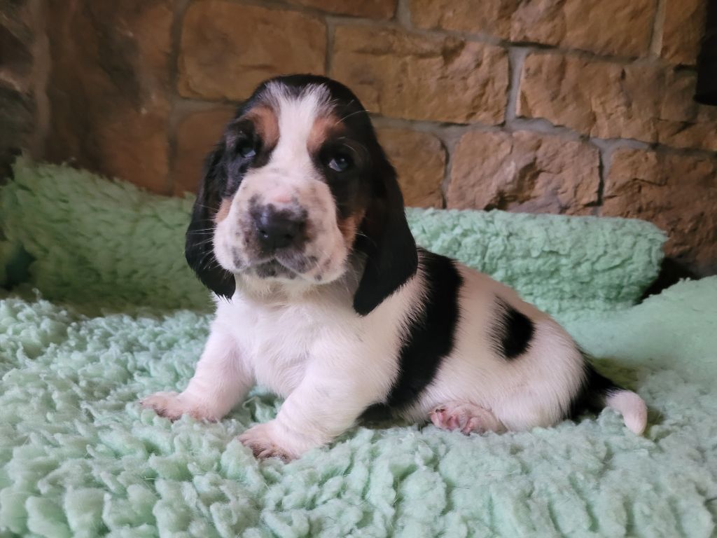 du domaine de kérouant - Chiots disponibles - Basset Hound