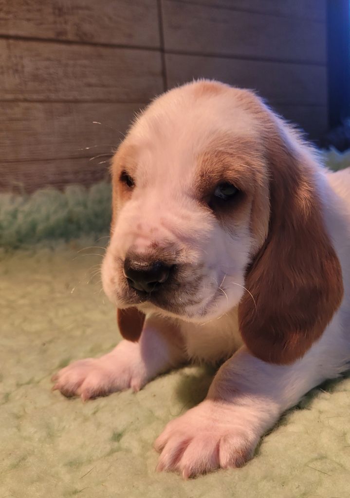 du domaine de kérouant - Chiots disponibles - Basset Hound