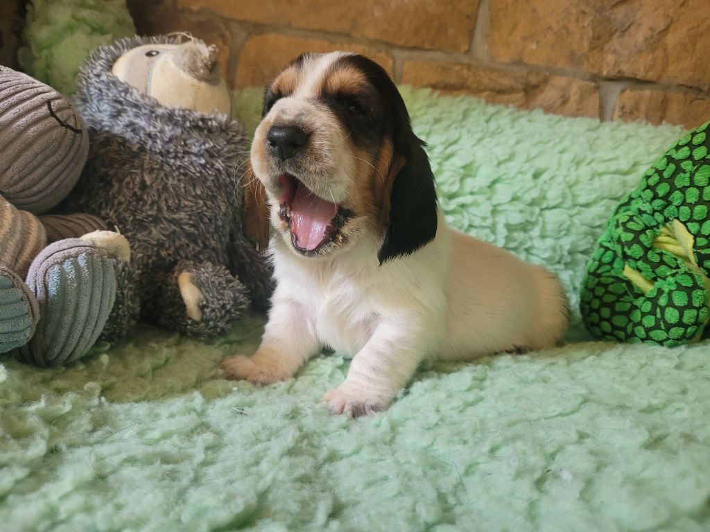 du domaine de kérouant - Chiots disponibles - Basset Hound