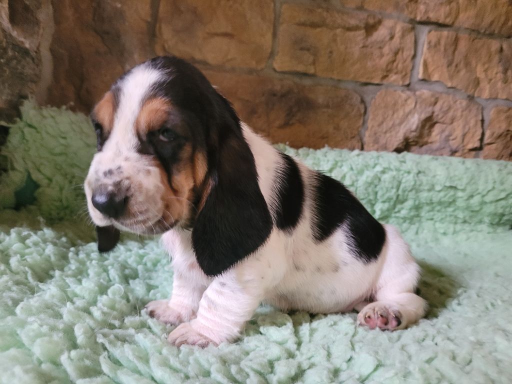 du domaine de kérouant - Chiots disponibles - Basset Hound